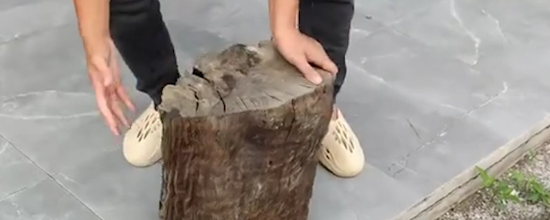 楠木種類