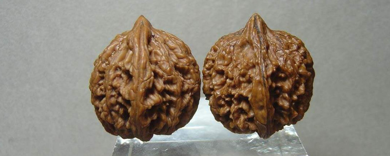 核桃滿天星的特點