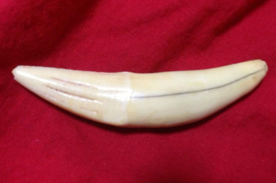 老虎牙怎么保養(yǎng)及盤玩