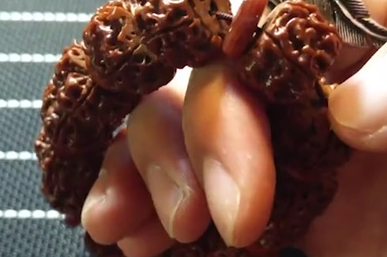 金剛菩提正確清理方法