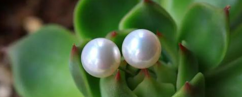 珍珠的檔次怎么區(qū)分