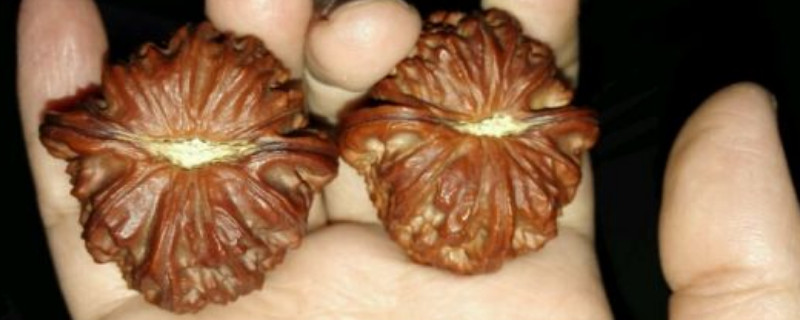 新手盤核桃盤什么品種