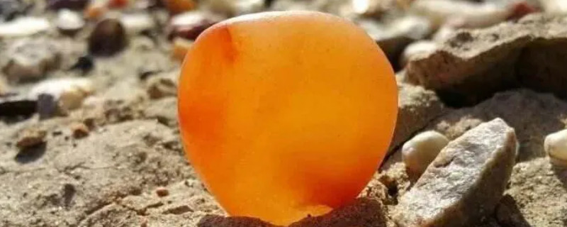 新疆金絲白玉是真玉嗎