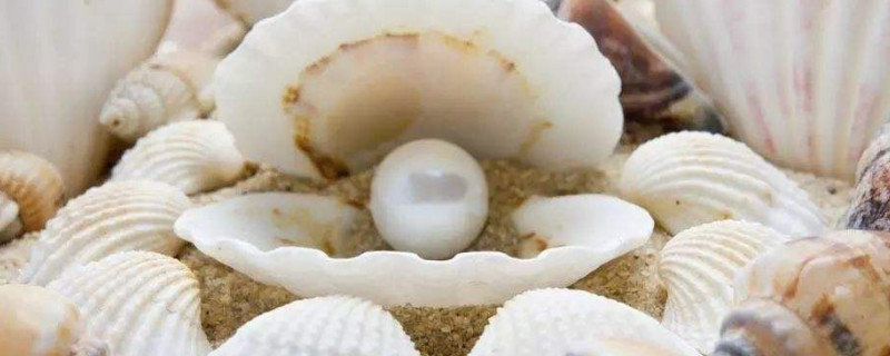 珍珠的形成過程