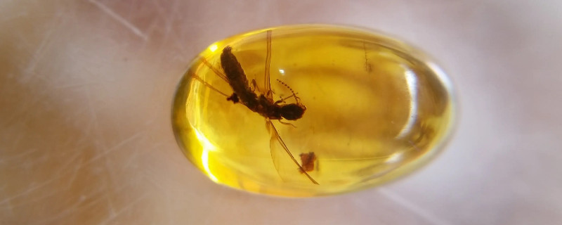 琥珀是什么東西