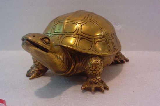 6種人千萬不能帶個龍龜