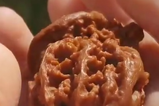 核桃鑲嵌松石教程