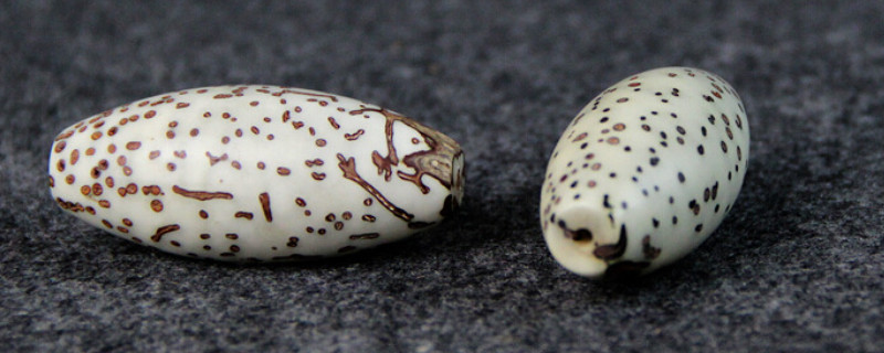 菩提怎么辨別真假好壞