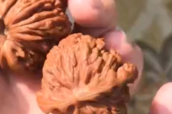 核桃快速包漿偏方