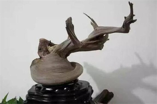 崖柏怎么辨別真假