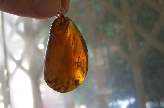 琥珀是什么東西