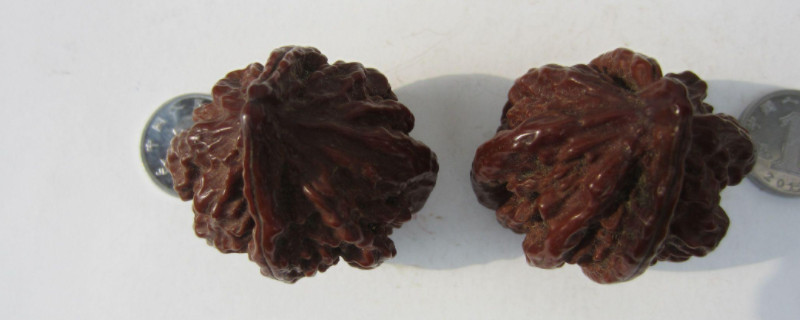 文玩核桃盤黑了能恢復(fù)嗎