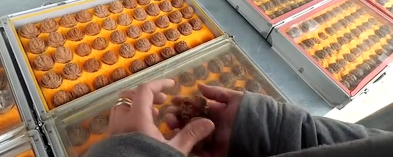 核桃反油了怎么處理文玩