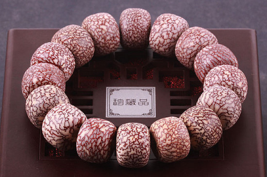 血絲菩提需要盤嗎