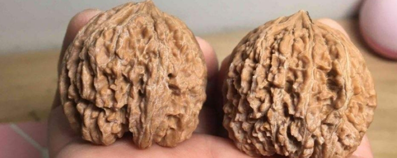 文玩核桃黃金尺寸多少