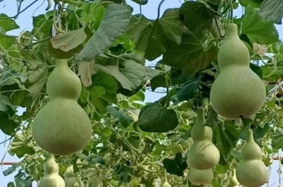 葫蘆和貔哪個貅好