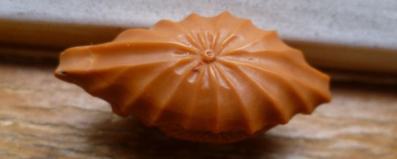 橄欖核怎么保養(yǎng)