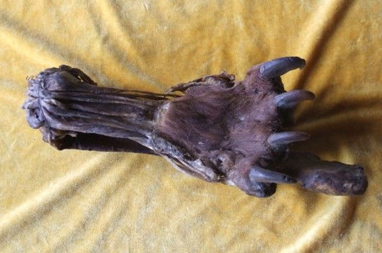 虎骨怎么辨別真假