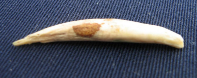 狼牙怎么保養(yǎng)