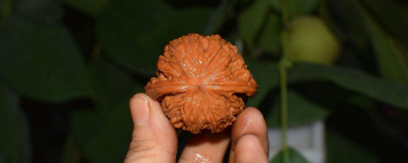 文玩核桃為什么會(huì)裂