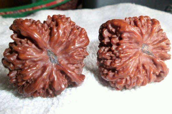 核桃滿天星的特點(diǎn)