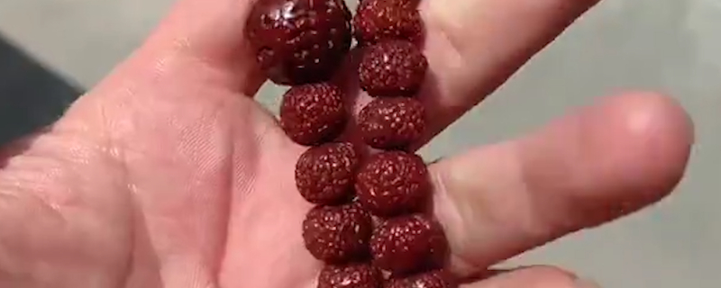 小金剛菩提正確盤玩方法
