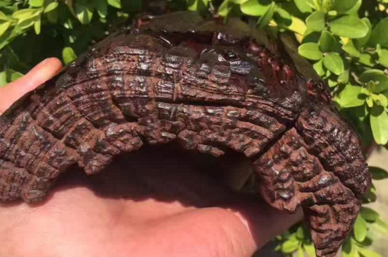 紫檀的藥用價值，紫檀的功效和作用