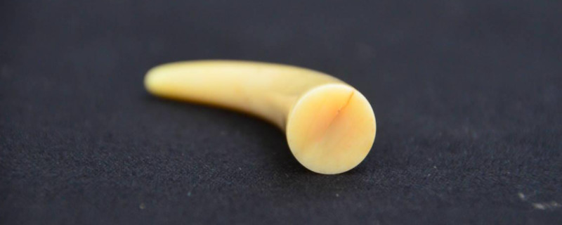 抹香鯨牙和佩戴功效