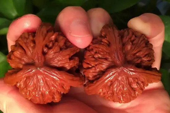 文玩核桃怎么刷能刷得紅透亮呢?