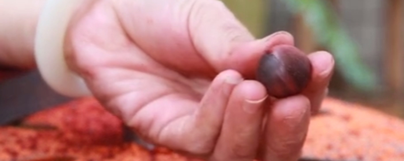 小葉紫檀手串可以長(zhǎng)期佩戴嗎