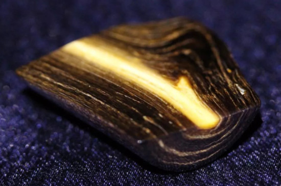 金珊瑚與金海柳區(qū)別