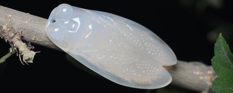 白玉髓的功效與作用