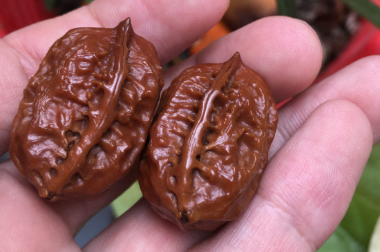 新手盤核桃注意事項